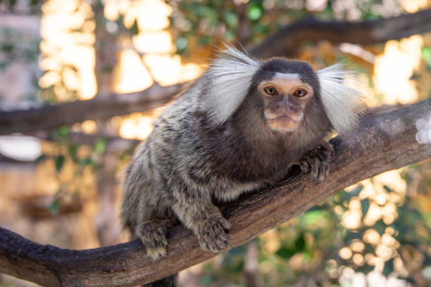 Morador de Ubatuba (SP) faz sessão de fotos com macacos saguis e viraliza  nas redes sociais