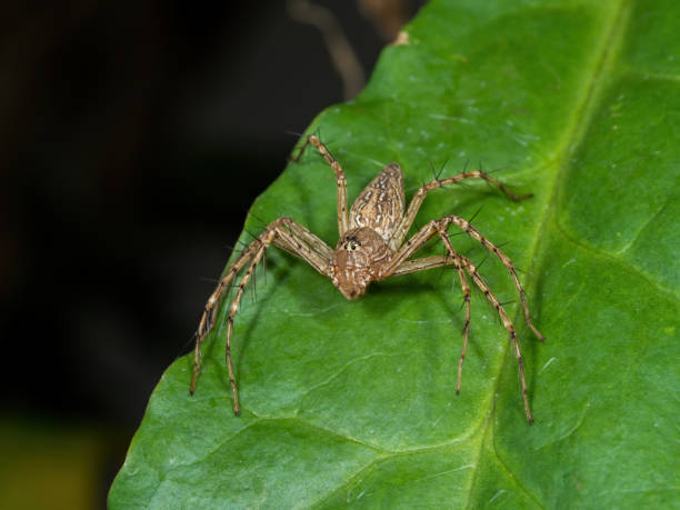 istock Macro Photo of Spider on Green Leaf 1223545801