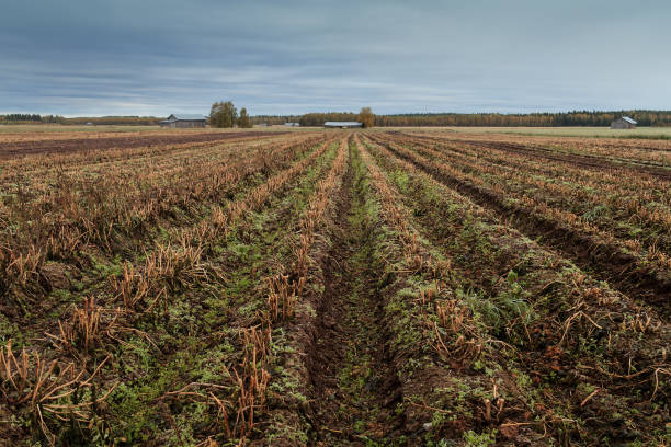 istock Plowed Fields On An Autumn Morning 1223550283