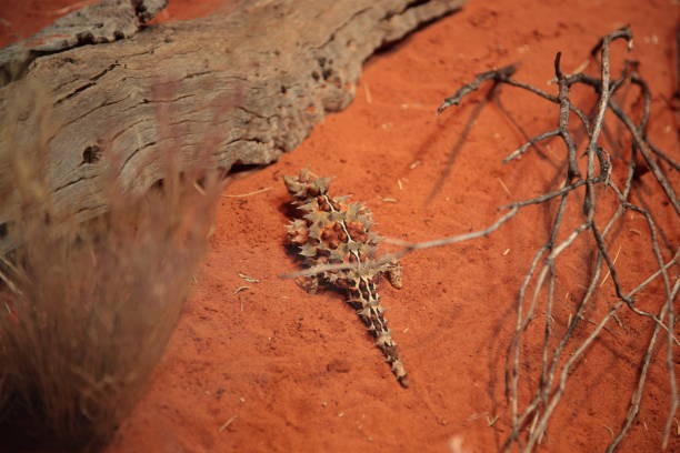 thorny devil (moloch horridus) lucertola sulla sabbia rossa del deserto nell'entroterra dell'australia centrale - thorny devil lizard australia northern territory desert foto e immagini stock