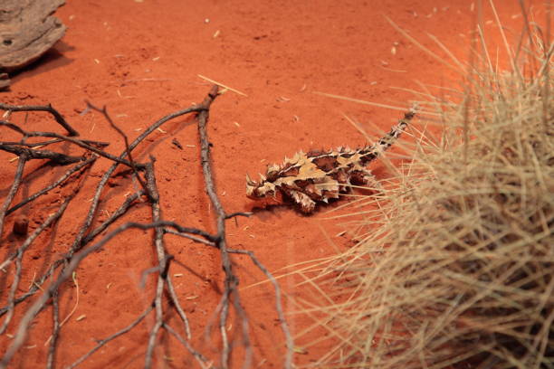 торни дьявол (moloch horridus) ящерица на красном песке пустыни в глубинке центральной австралии. - thorny devil lizard australia northern territory desert стоковые фото и изображения