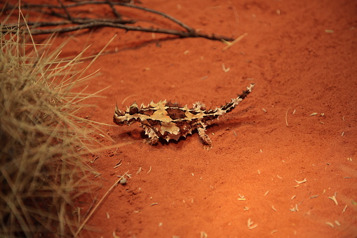 Thorny Devil (Moloch horridus) lizard on the red desert sand in outback central Australia.