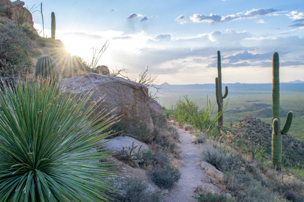 Hiking Path in Saguaro National Park Trail on Rocky Hillside in Saguaro National Park (Sonoran Desert) at Sunset - Tucson, Arizona, USA sonoran desert photos stock pictures, royalty-free photos & images