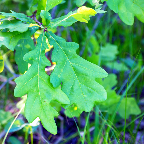 Green oak leaves on a natural background. Selective focus