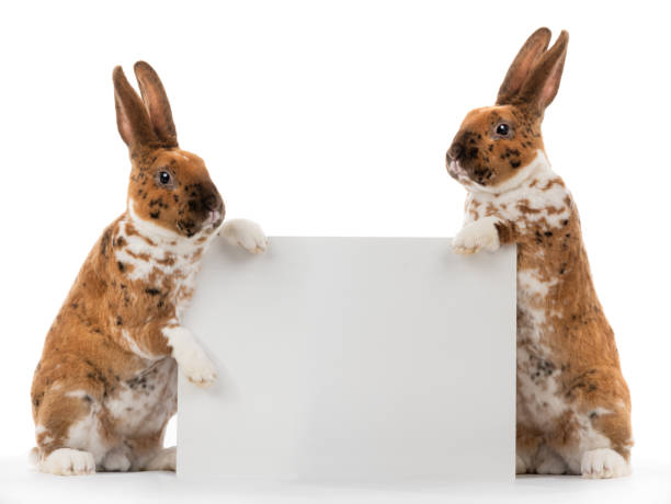 istock Two rabbits holds a sheet for writing text isolated on white 1223553770