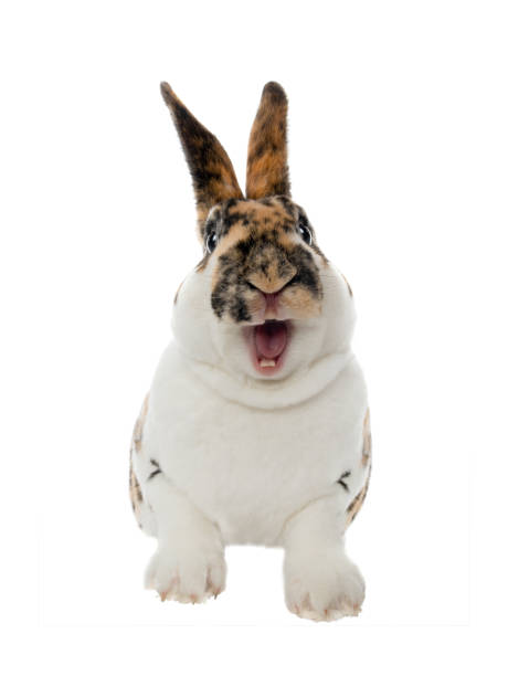 16,415 Herbivore Teeth Stock Photos, Pictures & Royalty-Free Images - iStock 16,415 Herbivore Teeth Stock Photos, Pictures & Royalty-Free Images - iStock