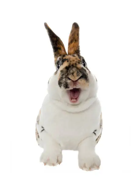 Photo of Spotted rabbit smiles with open mouth and teeth isolated on a white
