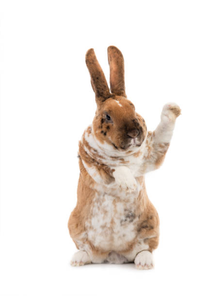 istock Rabbit with raised paw for  setting your content is isolated on a white 1223553850
