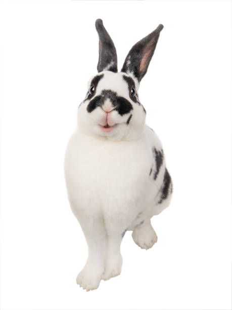 smile dalmatian rabbit  isolated  on a white