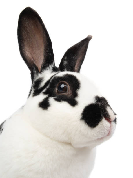 verticale d’un lapin dalmate situé sur un blanc - dalmatian rabbit photos et images de collection