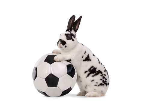 rabbit stands near a soccer ball isolated on a white background.