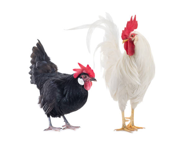 istock White Cockerel and Black Chicken isolated on a white 1223553889
