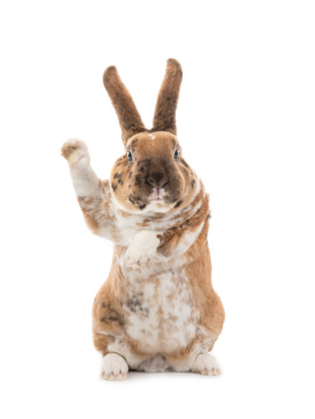 istock Rabbit with raised paw for  setting your content is isolated on a white 1223553895