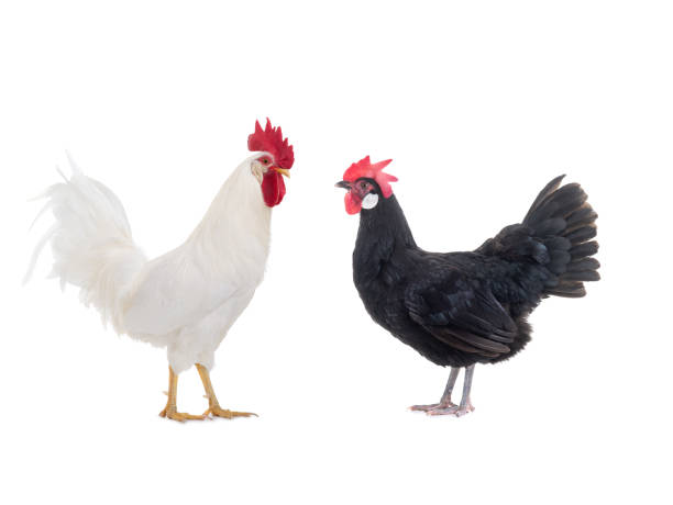 istock White Cockerel and Black Chicken isolated on a white 1223553900
