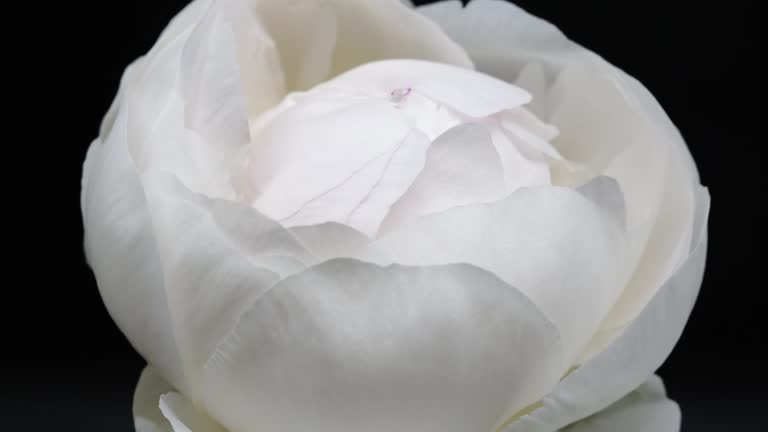 Time-lapse of Peony Blooming