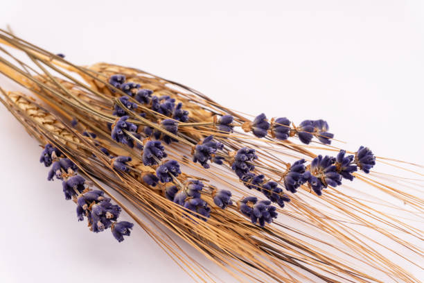 白い背景に乾燥したラベンダーと小麦の束のクローズアップ - lavender dried plant lavender coloured bunch ストックフォトと画像