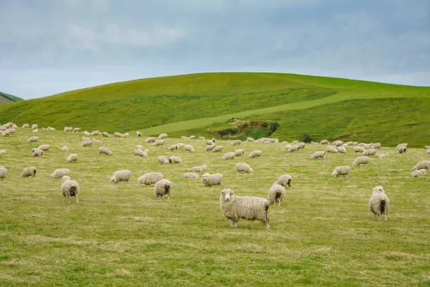 Photo of A ranch at Owaka Hwy, Owaka, Otago, New Zealand