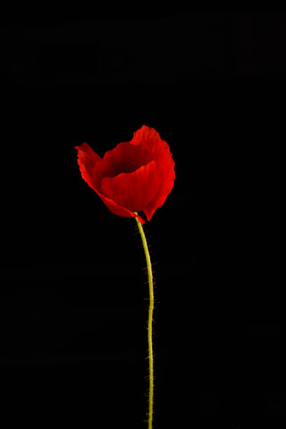 단일 빨간 양귀비 꽃 - macro poppy red close up 뉴스 사진 이미지