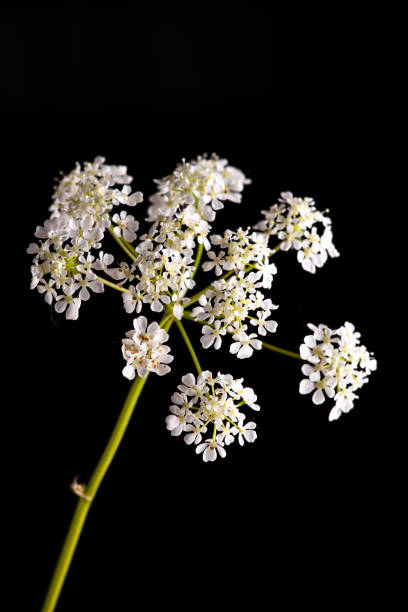 istock white cow parsley flowers 1223557324