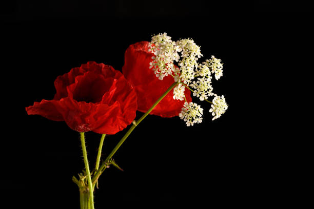 two red poppy flowers isolated on a black background with white cow parsley flowers
