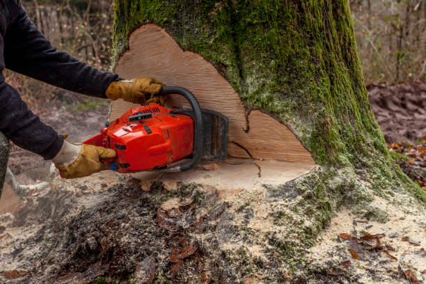 istock Chainsaw in action Lumber industry 1223557987