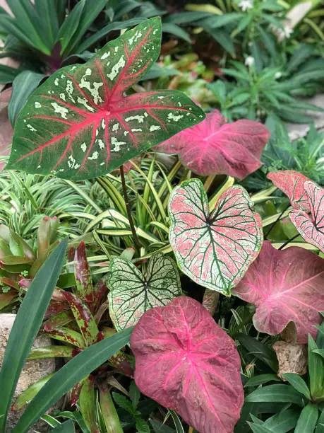 Caladium or Queen of the Leafy Plant.