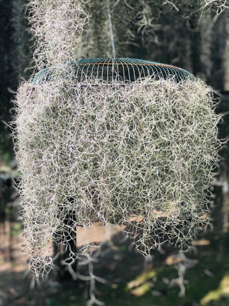 istock Tillandsia usneoides or Spanish moss. 1223559203