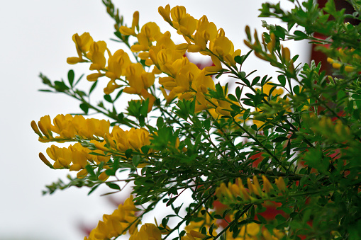 Cytisus scoparius, commonly called common broom or Scotch broom, is a multi-stemmed, deciduous/evergreen shrub that features generally upright, broom-like, green branching and bright yellow flowers. Fragrant, sweet pea-shaped, bright yellow flowers appear in late spring and early summer (May-June).