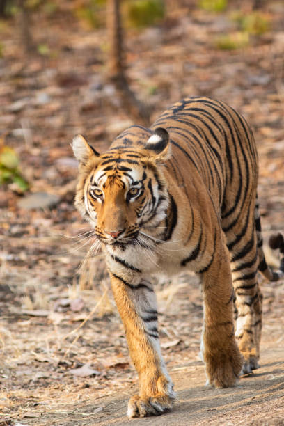 istock Tiger walking straight towards the camera on a road 1223559874