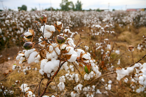 Mexicali, Mexico -- A cotton growing field in Mexicali, in the state of Baja California, in northern Mexico, near the border between Mexico and the United States