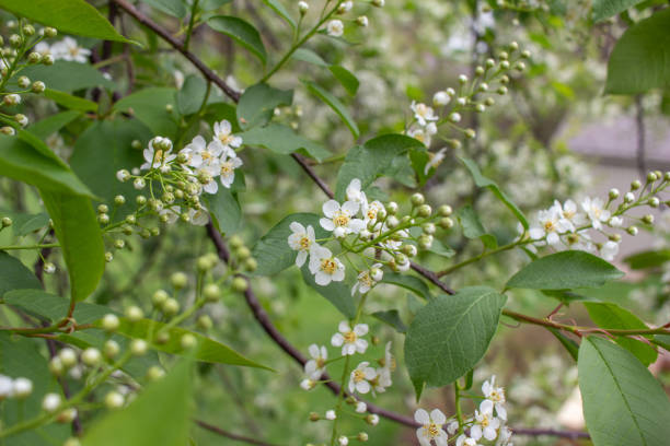 istock Close-up view of attractive white blossoms and buds on a Canada red cherry tree 1223560043