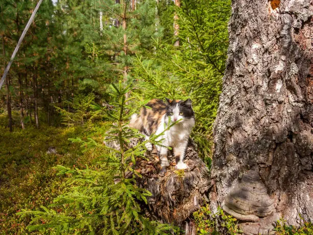 The cat sits on a tree in the forest on a summer day