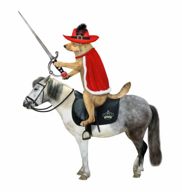 The beige dog musketeer in a hat with a feather and a red cloak with a sword with a ruby rides a gray horse. White background. Isolated.