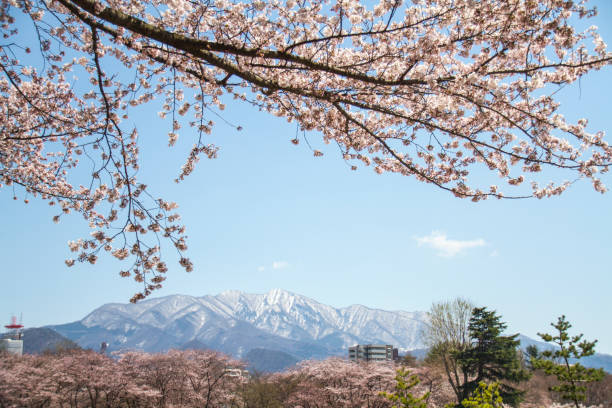istock spring cherry flowers blossoms in Japan 1223562103