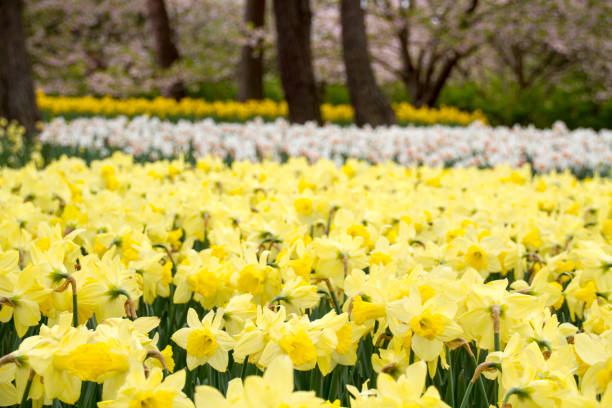istock Springtime tulip flowers 1223562300