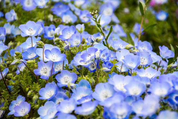 istock Nemophila, a flower that blooms in spring 1223562348