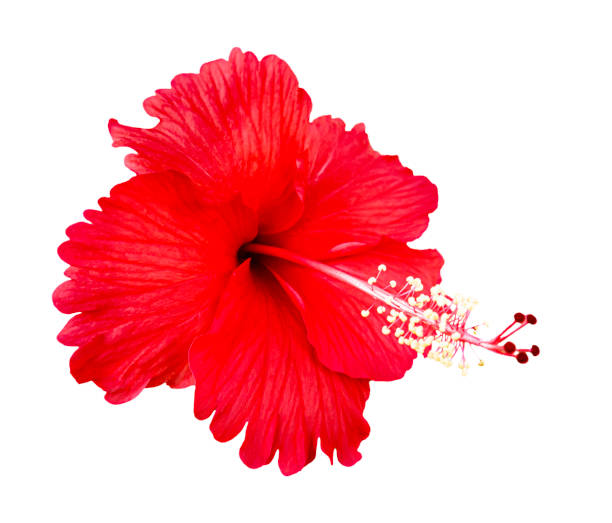 istock Red hibiscus flowers isolated on white background. Clipping path. 1223562422