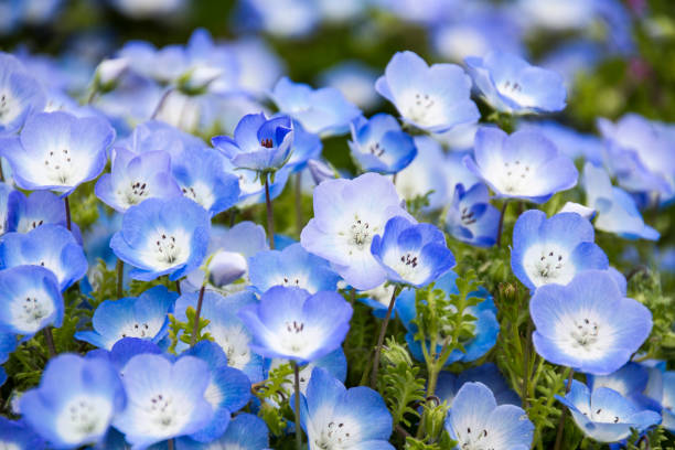 istock Nemophila, a flower that blooms in spring 1223562445
