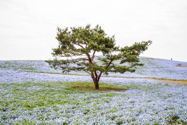 istock Nemophila, a flower that blooms in spring 1223562465