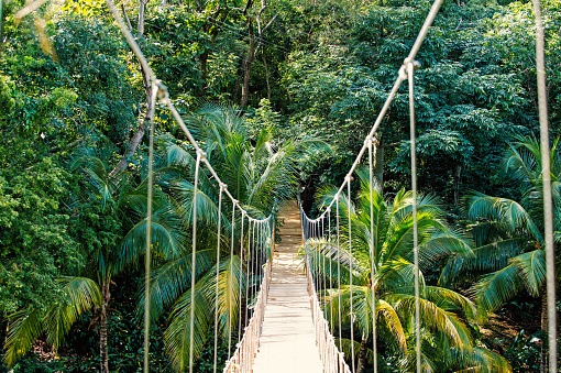 Jungle rope bridge hanging in rainforest of Honduras on natural green background. Wildlife and nature. Travel and adventure concept