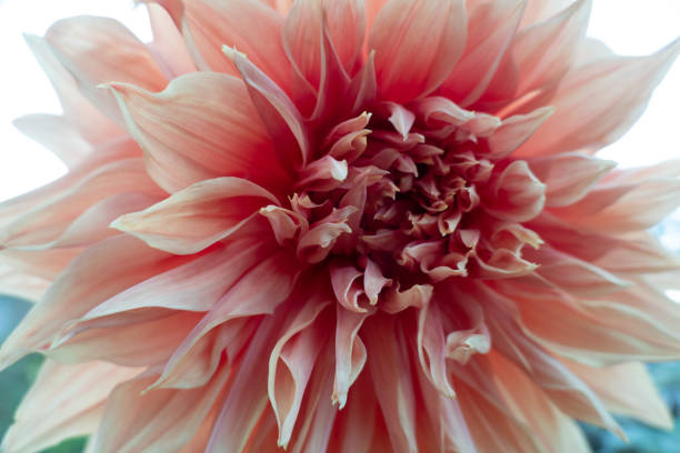 istock Flower in the Summer 1223563637