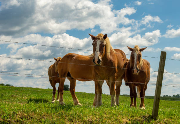 istock Horses Looking throught he Barebed Wire Fence 1223563821
