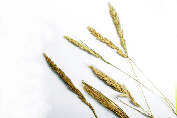 istock Dried Foxtail millet isolated 1223564566