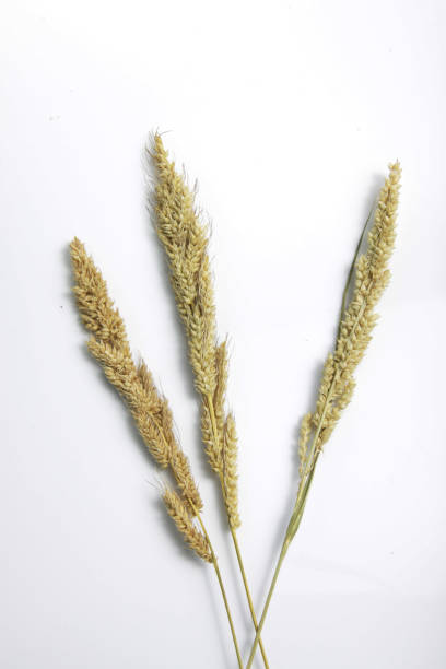 istock Dried Foxtail millet isolated 1223565726