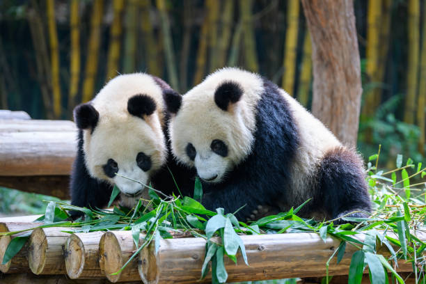 istock Two cute giant pandas playing together 1223565772