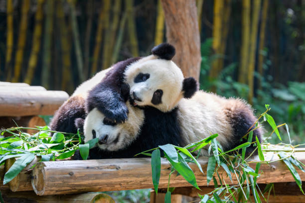 istock Two cute giant pandas playing together 1223565774