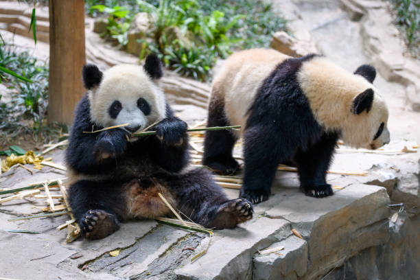 istock Two cute giant pandas playing together 1223565780