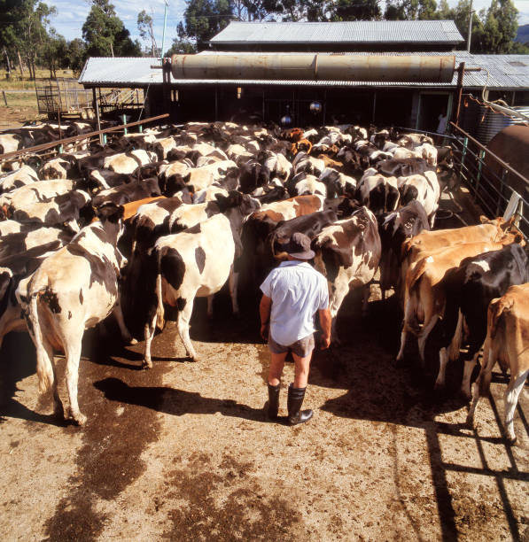 two cattle pop their heads over a wooden fence