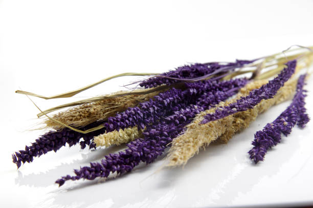 istock Dried Foxtail millet isolated 1223566955