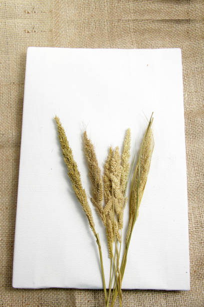 istock Dried Foxtail millet isolated 1223567991